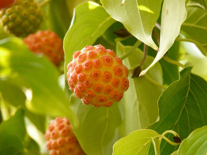 Cornus kousa / Kousa Dogwood