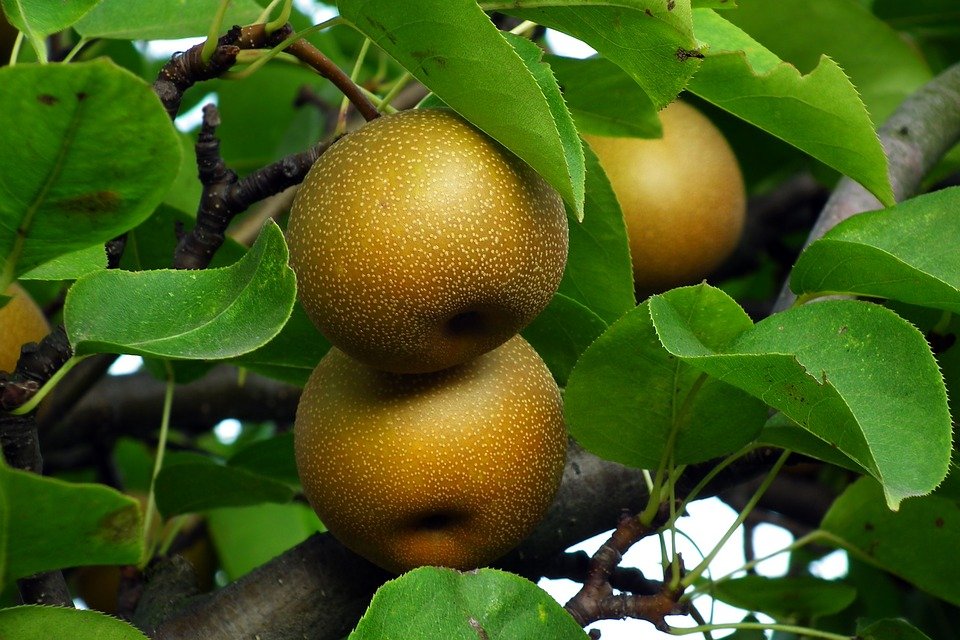 Pyrus pyrifolia / Hosui Asian Pears