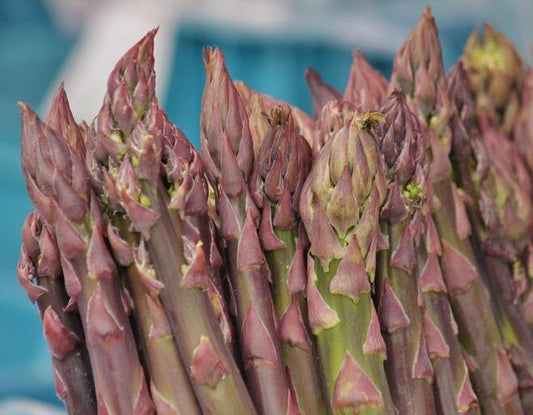 Asparagus officinalis / 'Mary Washington' Asparagus