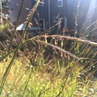 Andropogon gerardii / Big Bluestem