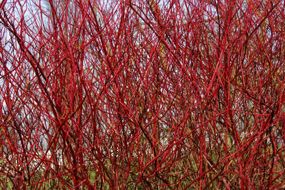 Cornus sericea / Red Osier Dogwood