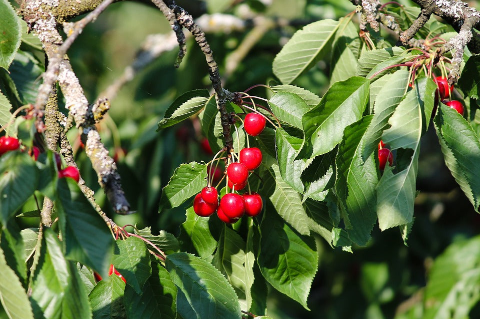 Prunus avium / 'Van' Cherry