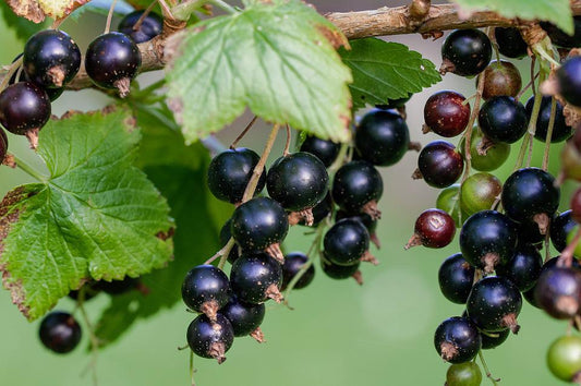 Ribes nigrum / Black Currant 'Consort'