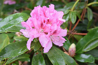 Rhododendron maximum ‘Independence’ / Great Laurel