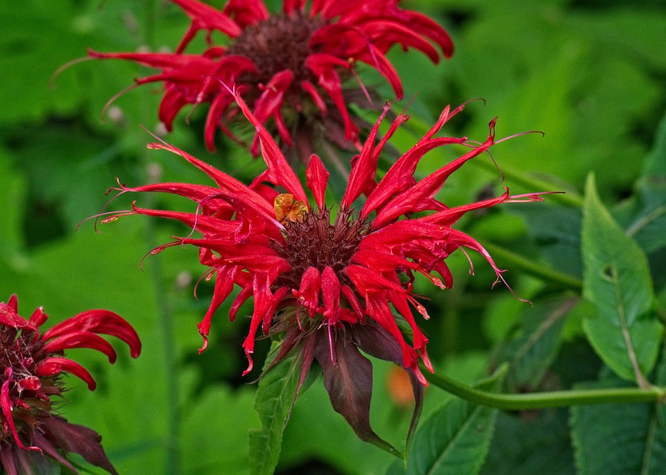 Monarda didyma / Oswego Tea (Scarlett Bee-Balm) 'Jacob's Cline'