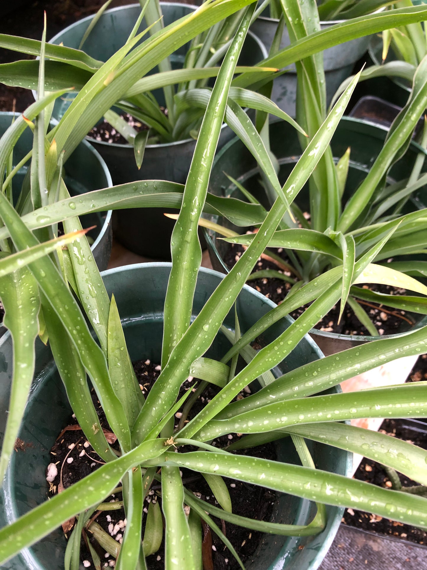 Chlorophytum comosum / Spider Plant