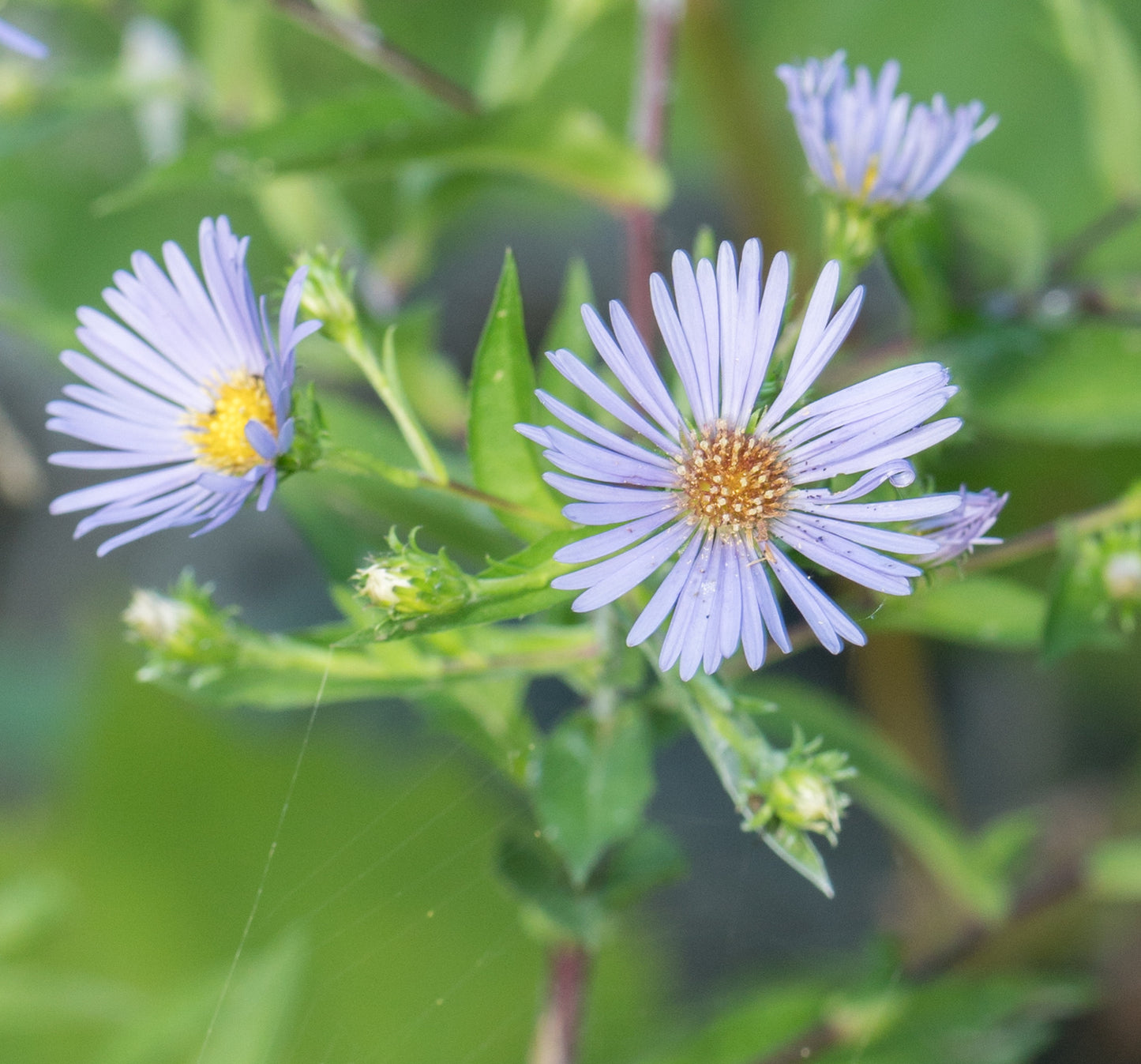 Symphyotrichum puniceum / Purple-stemmed Aster