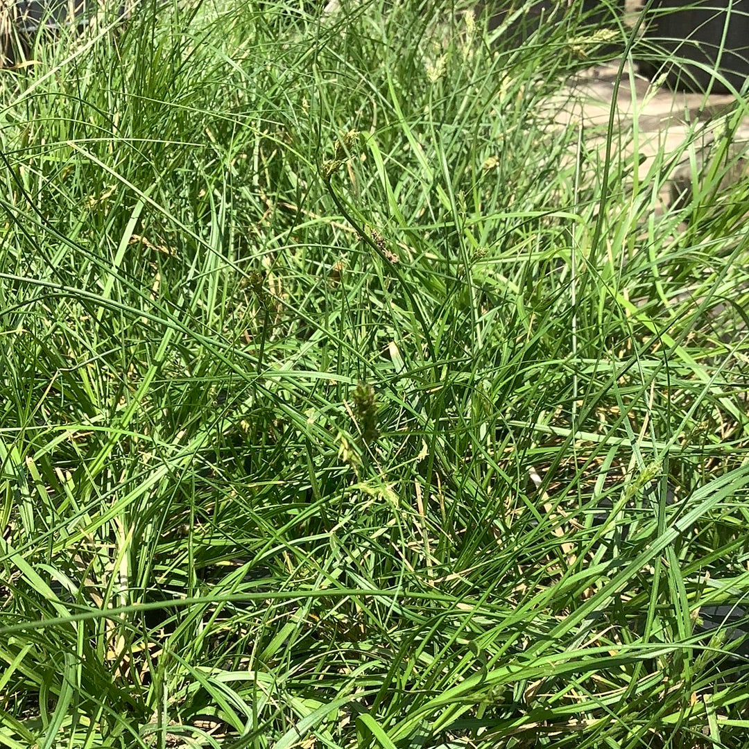 Carex appalachica / Appalachian Sedge