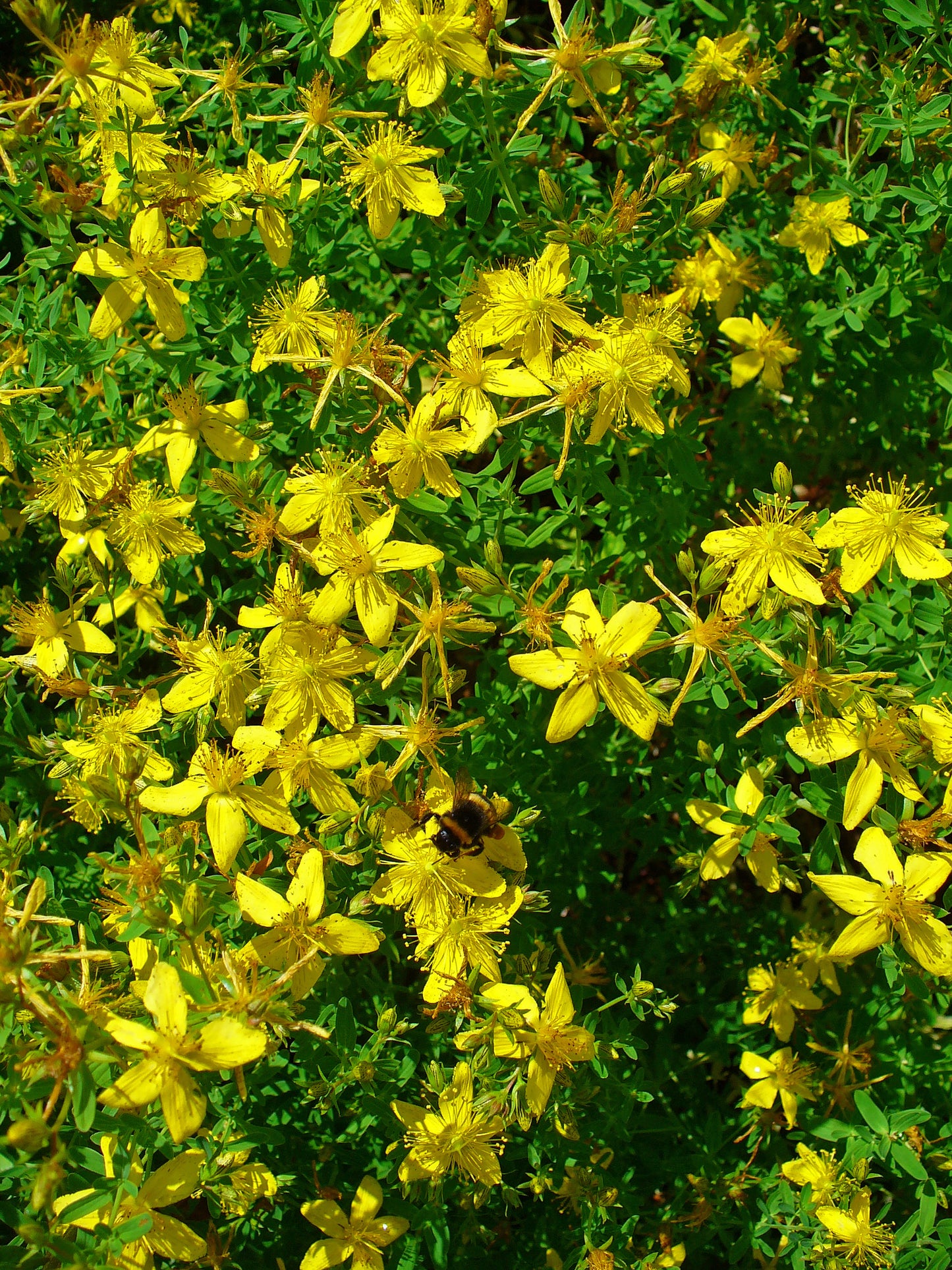 Hypericum perforatum / St. John's Wort