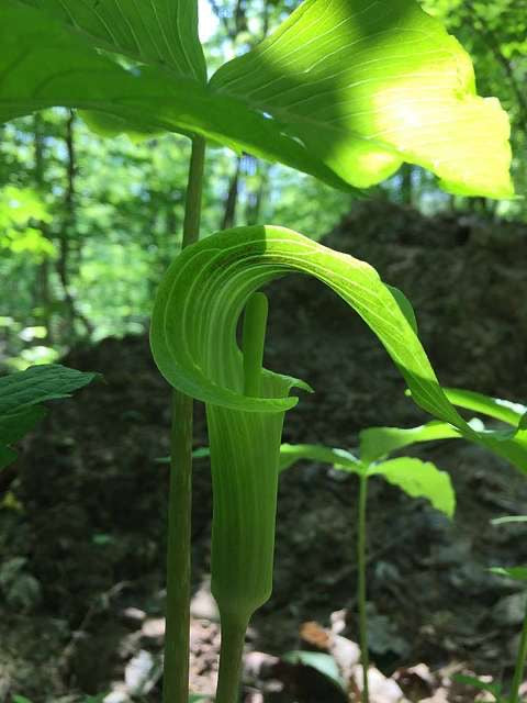 Arisaema dracontium / Green Dragon