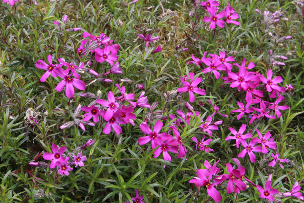 Phlox subulata / Moss Phlox