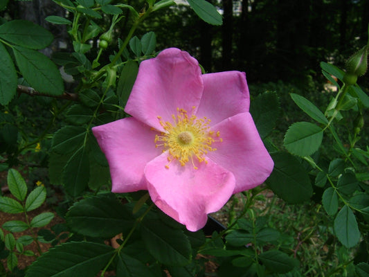 Rosa virginiana / Virginia Rose