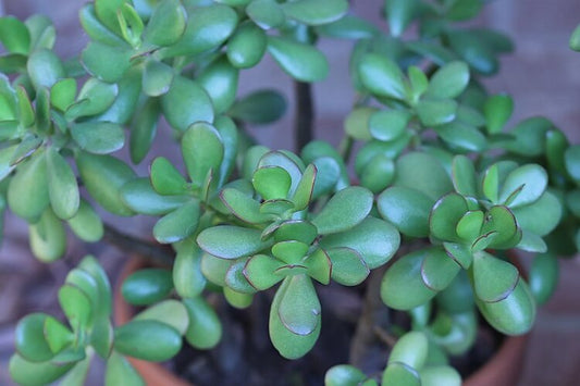 Crassula ovata / Jade Plant