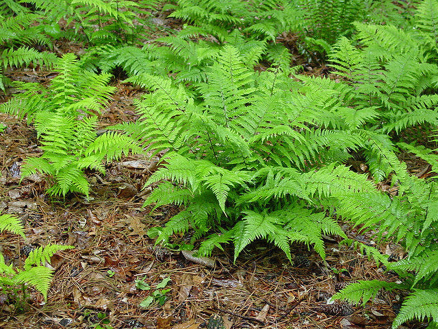 Athyrium filix-femina / Lady Fern