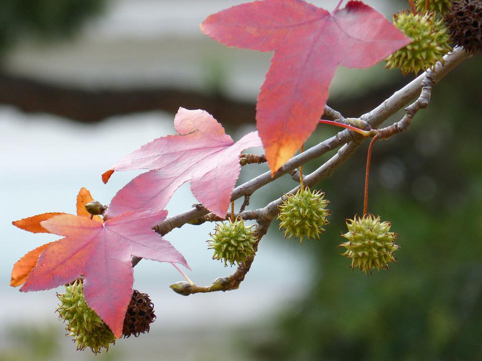 Liquidambar styraciflua / Sweetgum