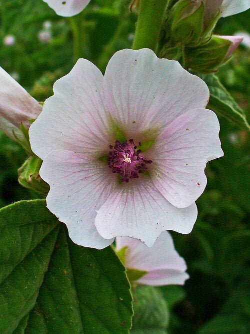 Althaea officinales / Marshmallow