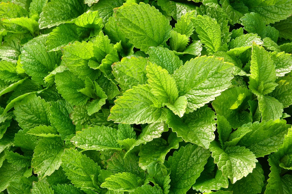 Melissa officinalis / Lemon Balm