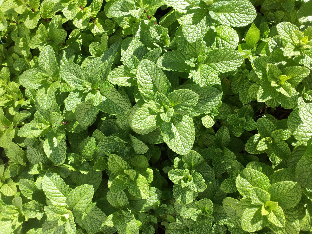 Mentha spicata / Spearmint