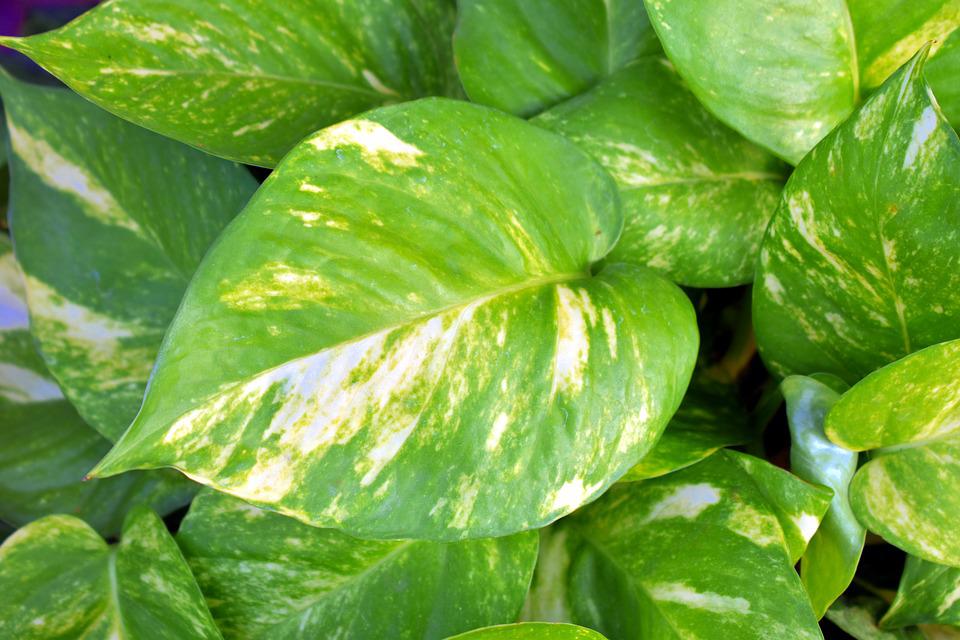 Epipremnum aureum / Gold Pothos