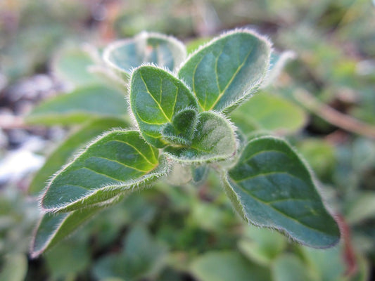 Origanum vulgare 'Purple Maiden' / Oregano