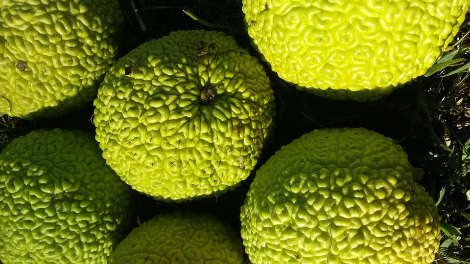 Maclura pomifera / Osage Orange