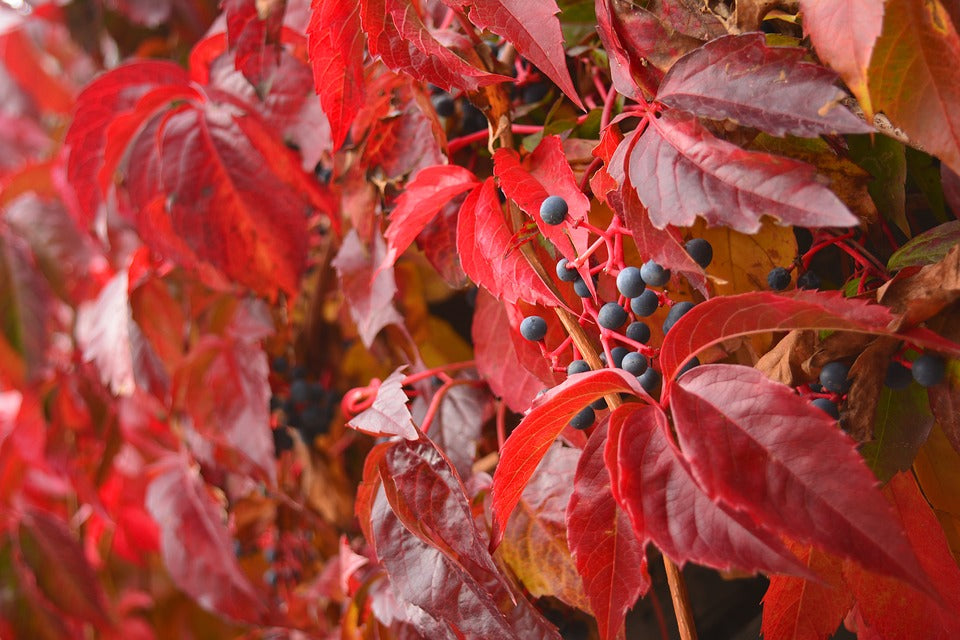 Parthenocissus quinquefolia / Virginia Creeper