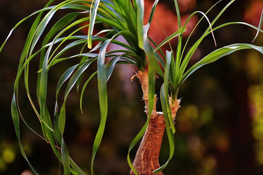 Beaucarnea recurvata / Ponytail Palm