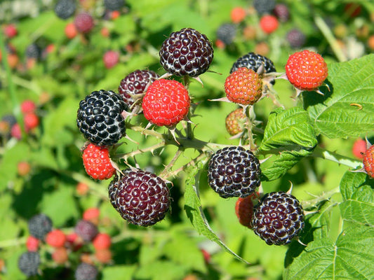 Rubus sp. 'Bristol' / Black Raspberry