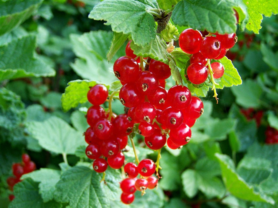 Ribes rubrum / Red Currant 'Perfection'