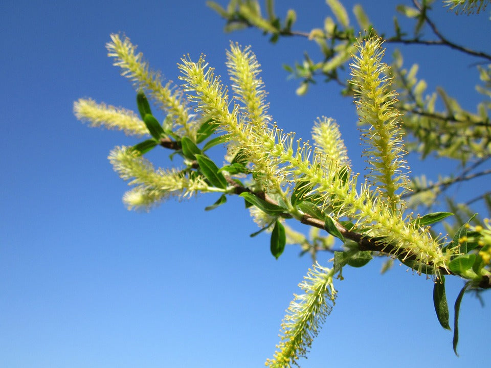 Salix alba / White willow