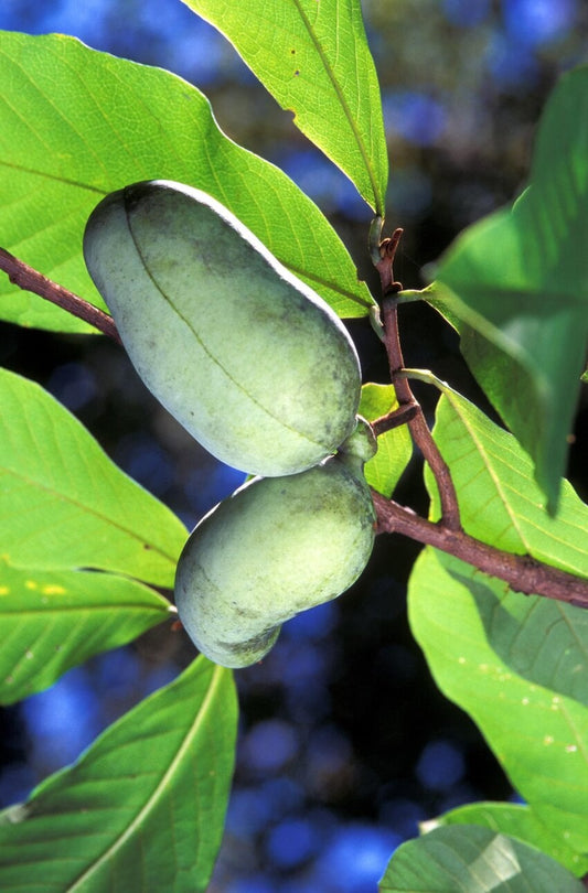 Asimina triloba / Paw Paw