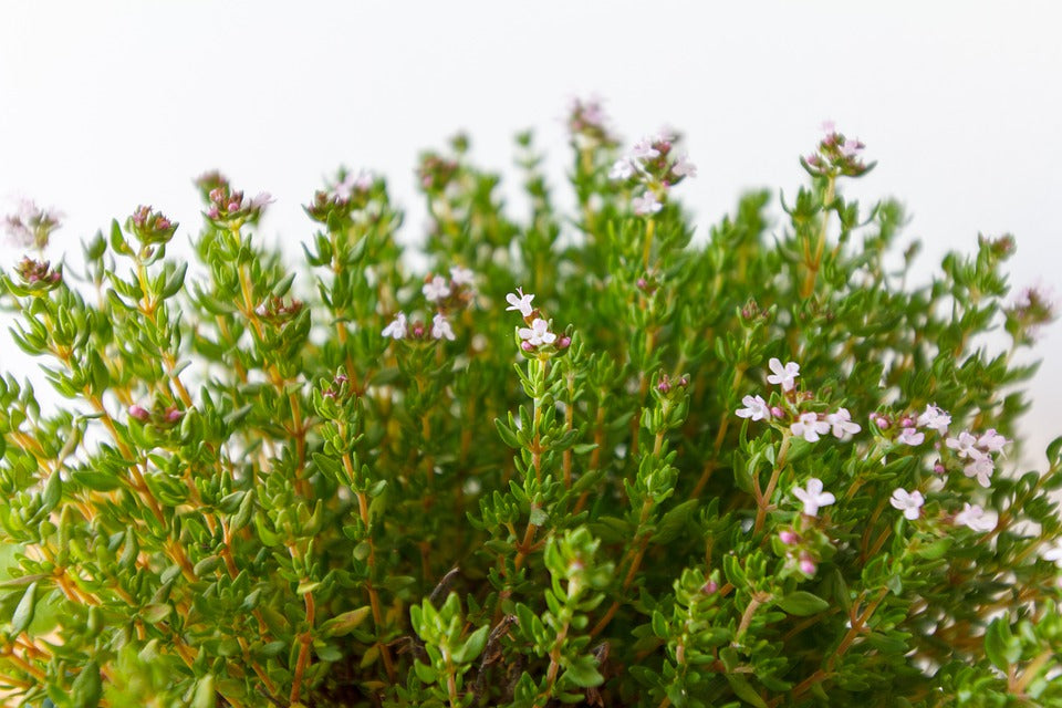 Thymus vulgaris / German Winter Thyme