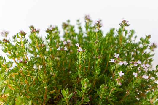 Thymus vulgaris 'Spicy Orange' / Thyme