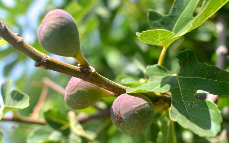 Ficus carica / 'Chicago Hardy' Fig