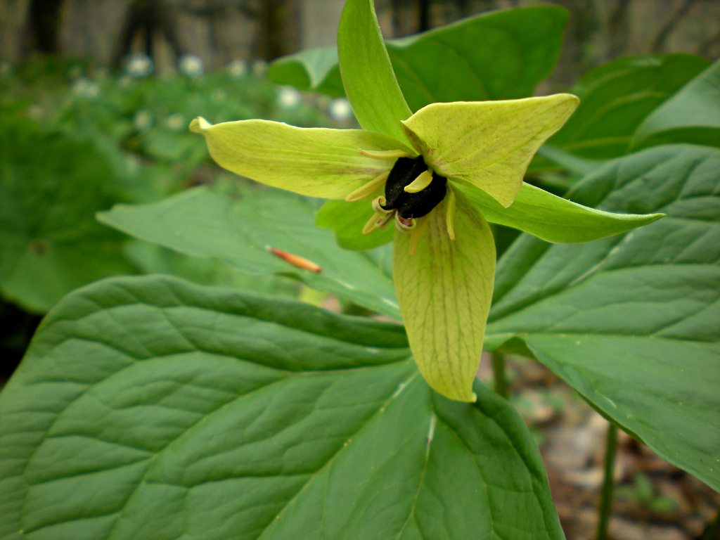 Trillium luteum / Yellow trillium