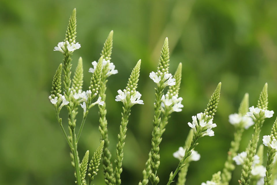Verbena urticifolia / White Vervain
