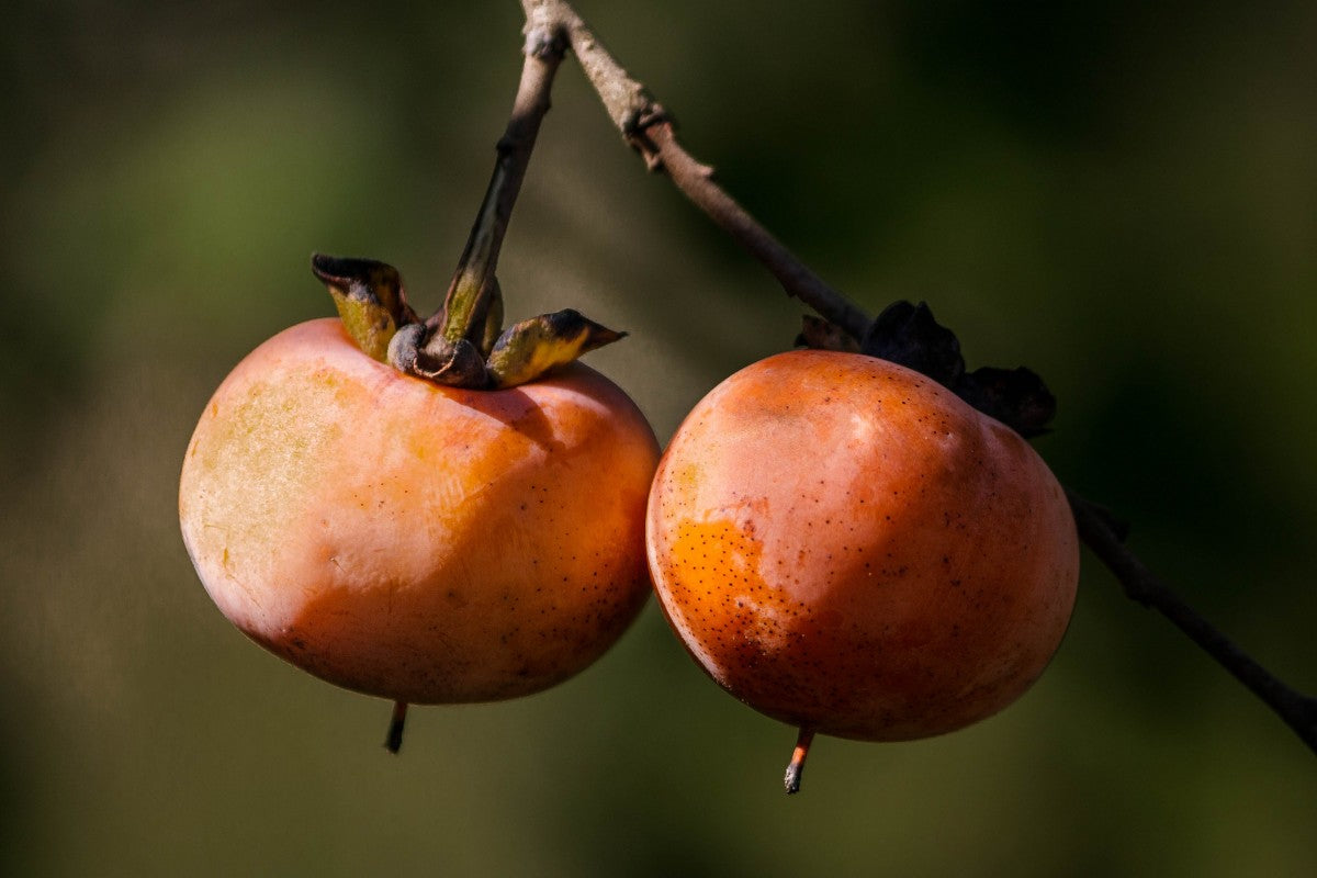 Diospyros virginiana / Common Persimmon