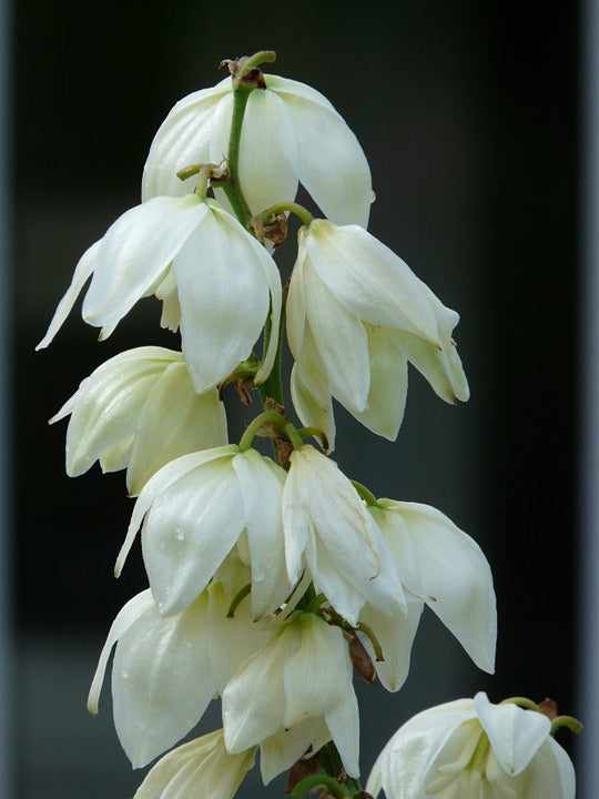 Yucca filamentosa / Adam's Needle